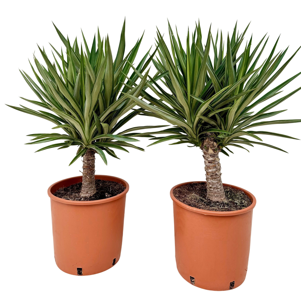 Yucca elephantipes elmilia P26.