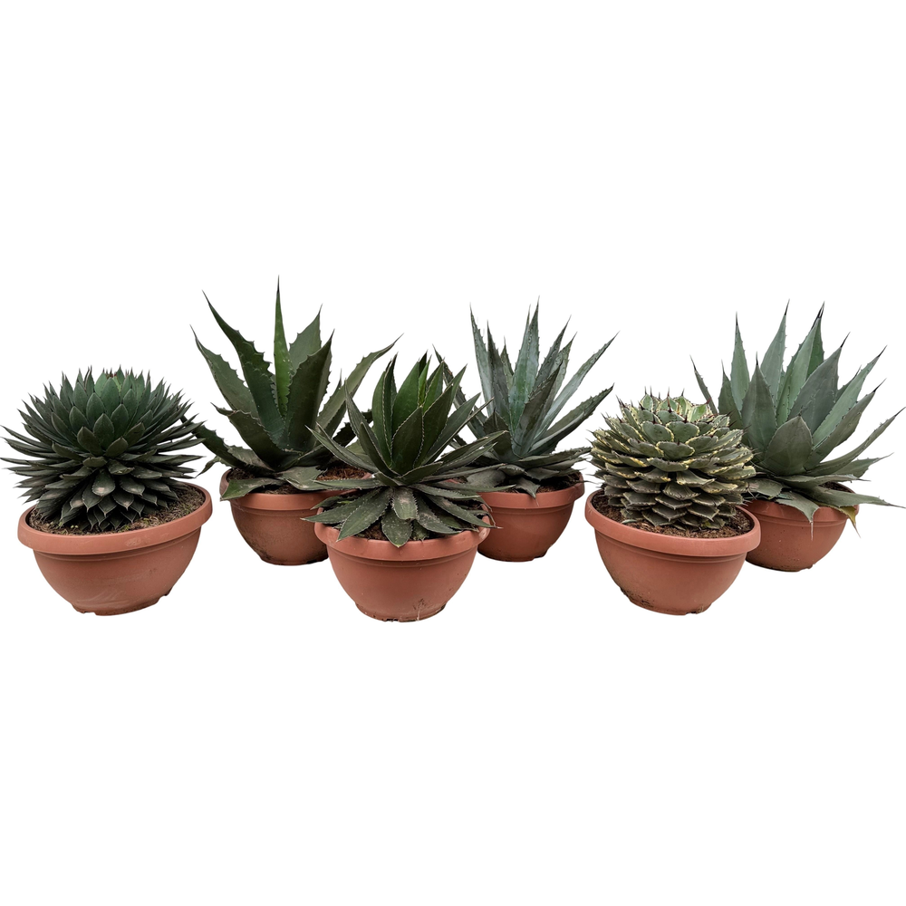 Agave mix schaal 40.