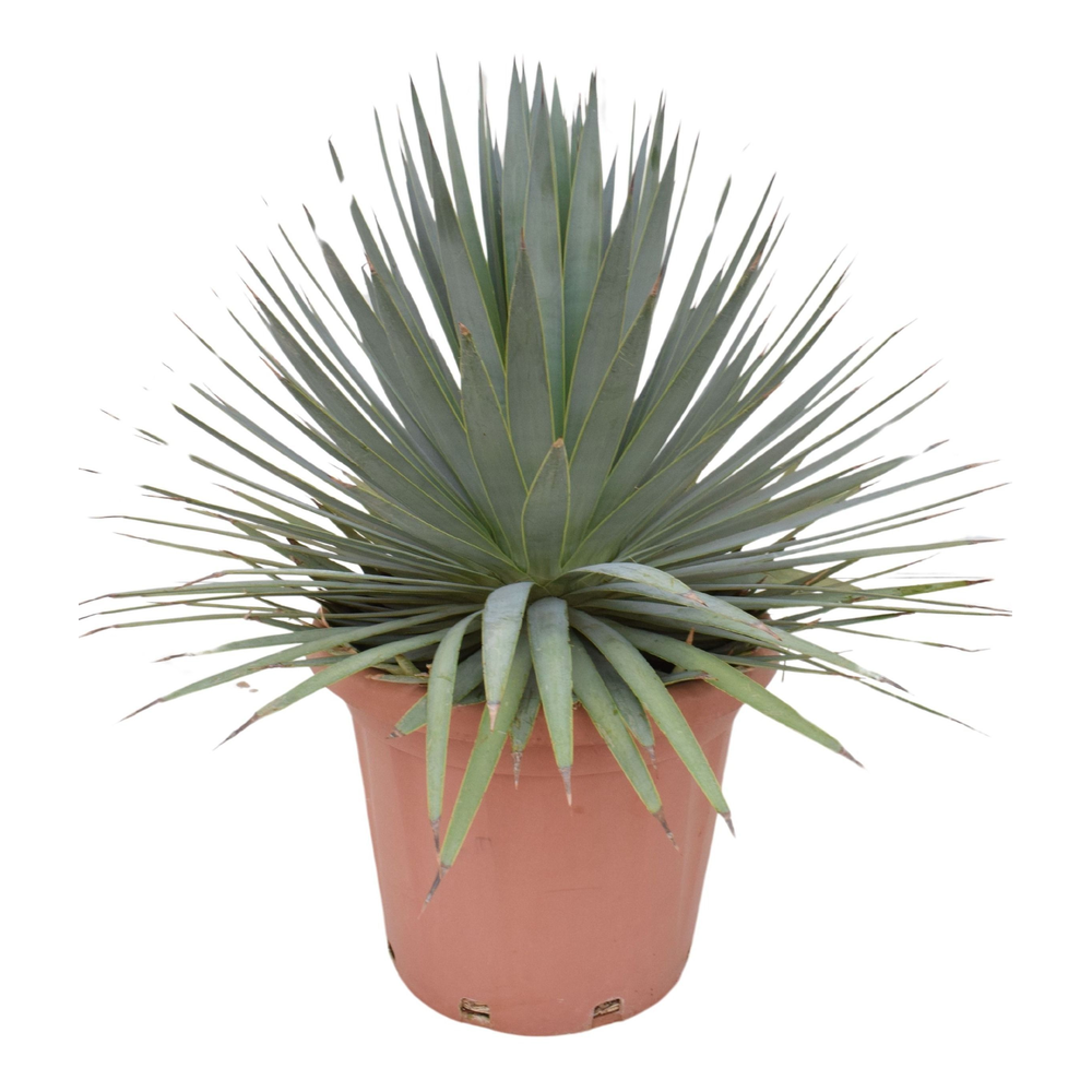 Agave dasyliriodes P40.