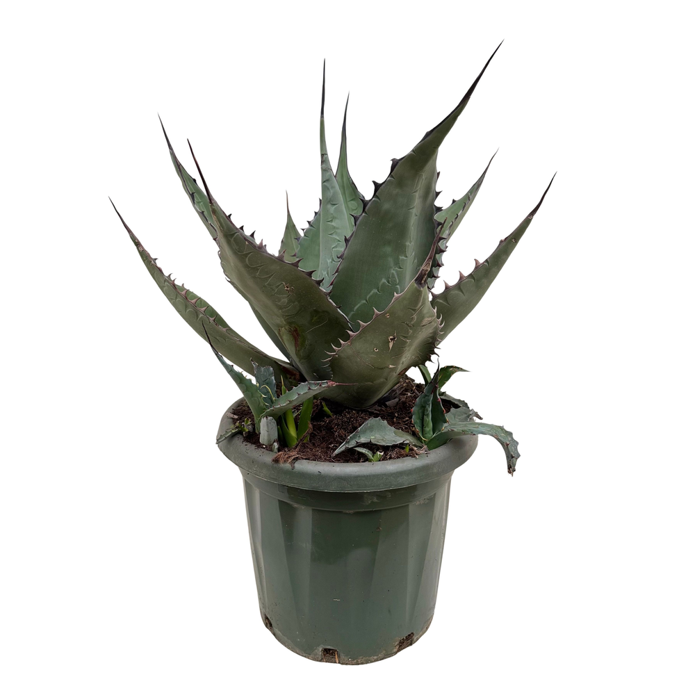 Agave havardiana P35.