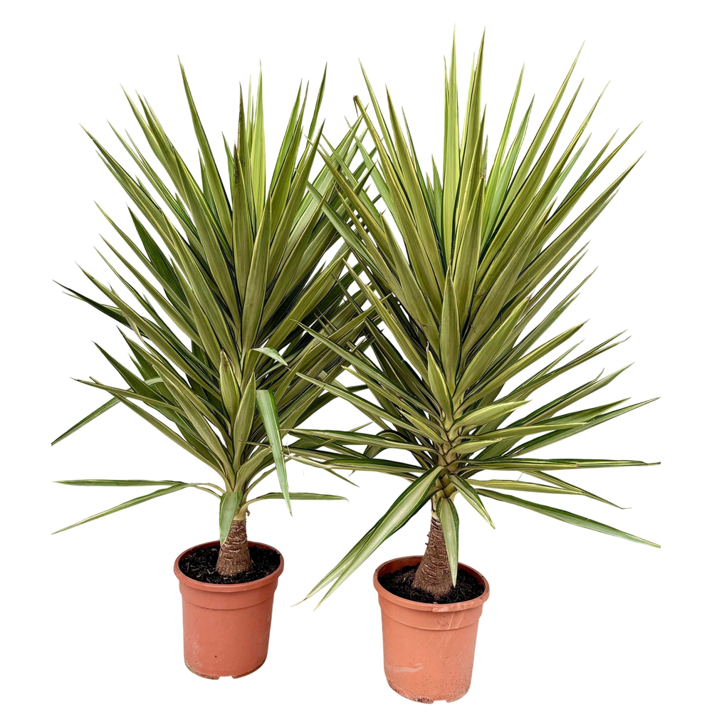 Yucca jewel P30 H150.