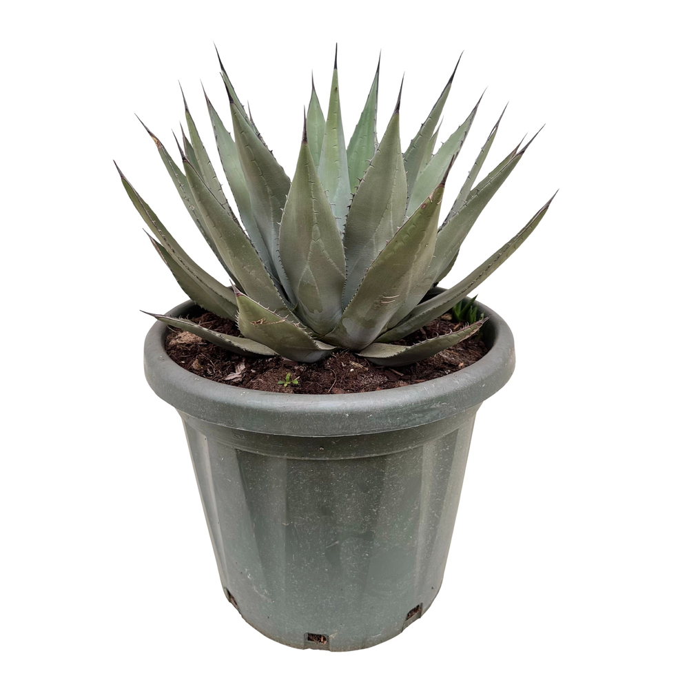 Agave neomexicana P35.