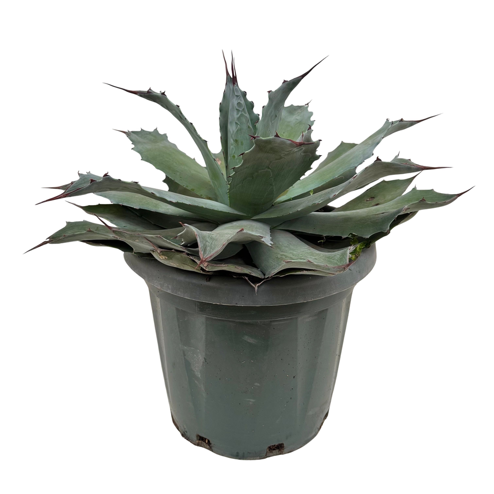 Agave potatorum P35.
