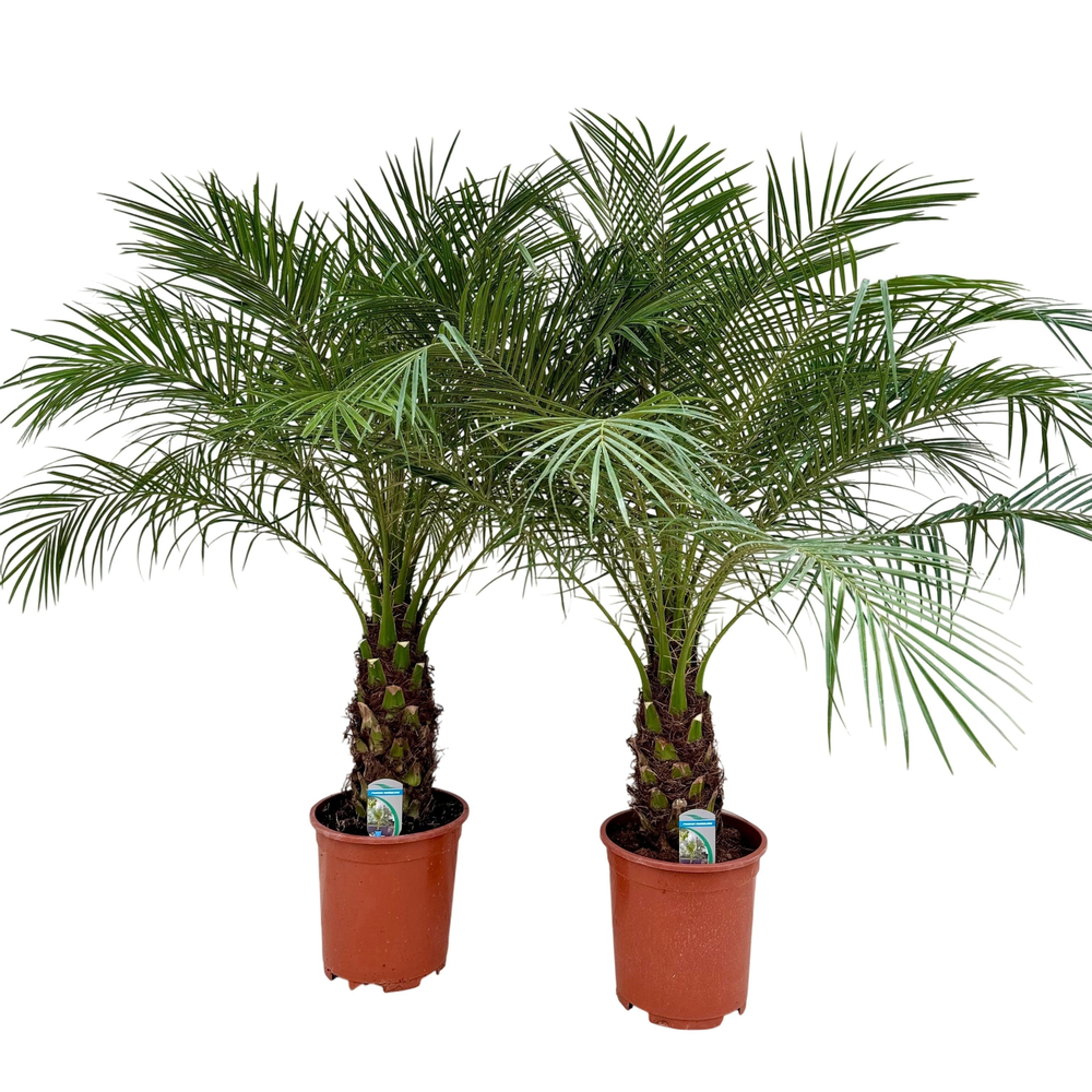 Phoenix roebelenii P27 H130.