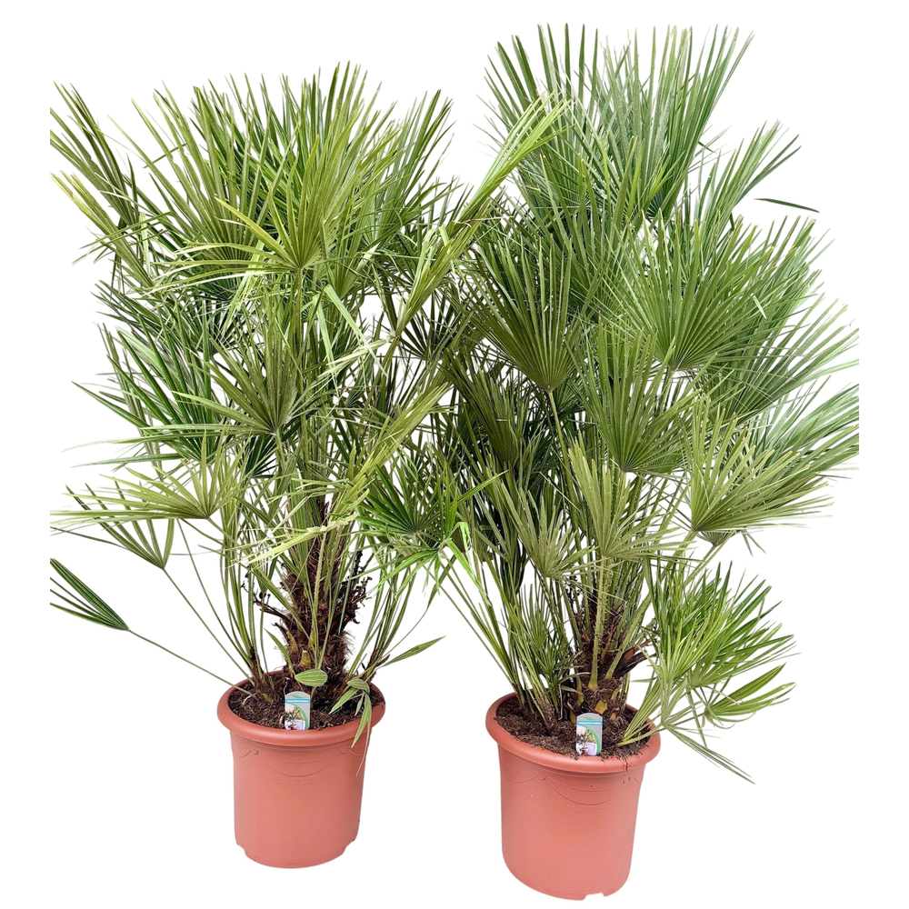 Chamaerops humilis P40.