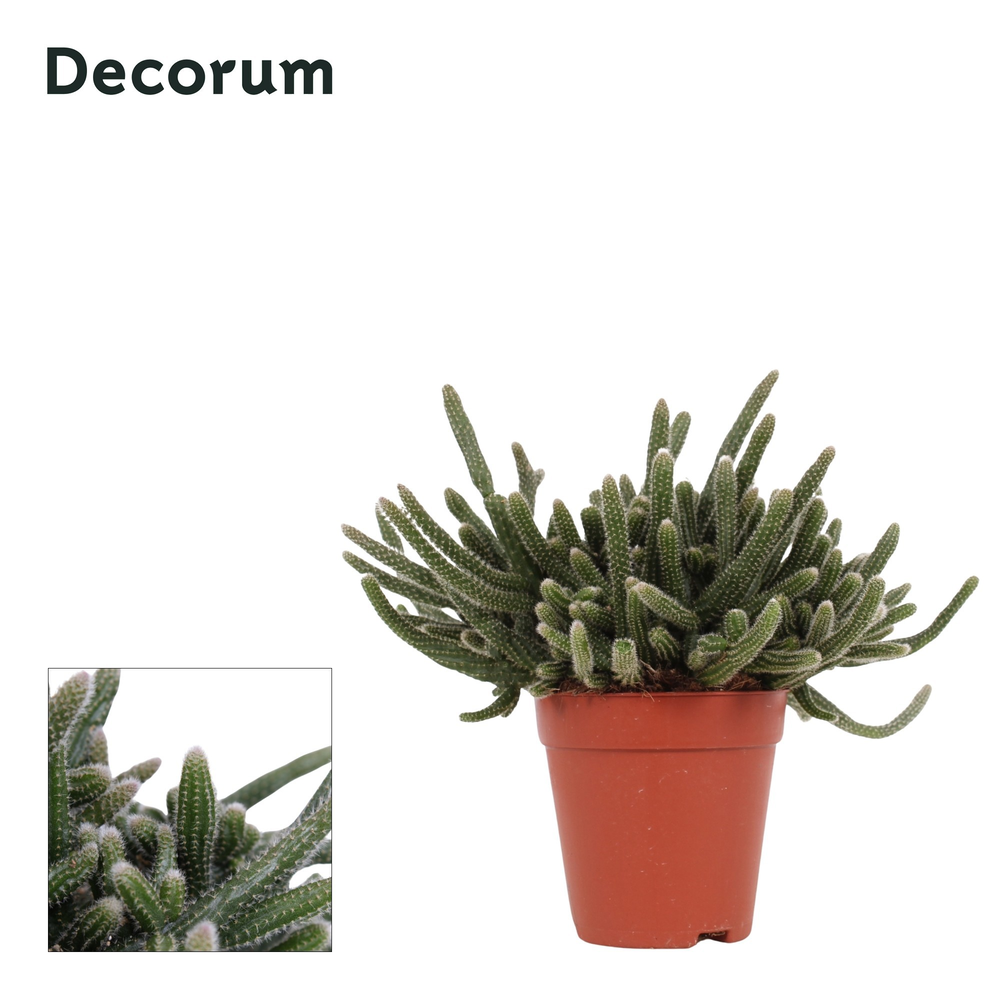 Rhipsalis baccifera Horrida 9 cm Decorum.