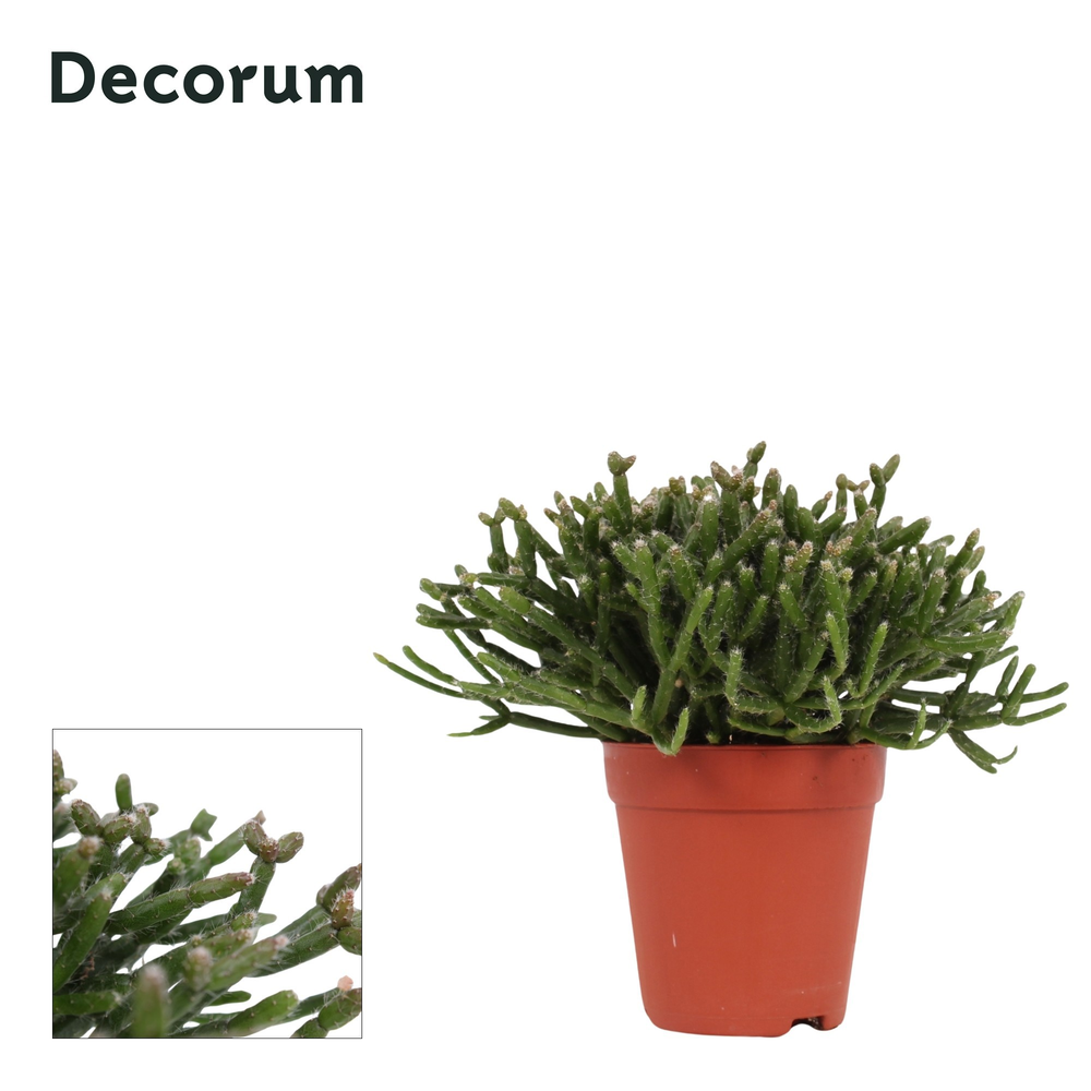 Rhipsalis Burchellii 9 cm Decorum.