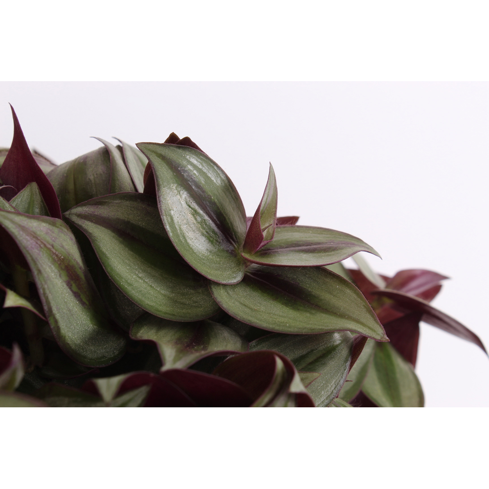 Tradescantia zebrina 'Violet Hill' 9 cm.