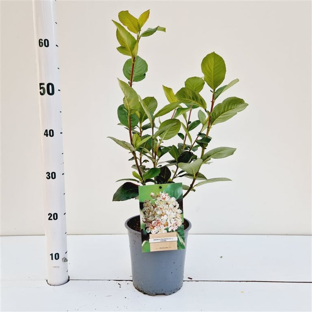 Aronia prunifolia ‘Viking’.