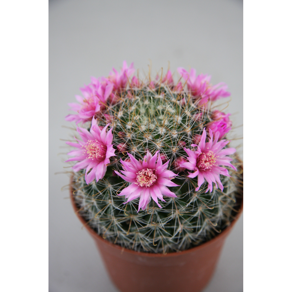 Bloeiende cactus 5,5 cm.
