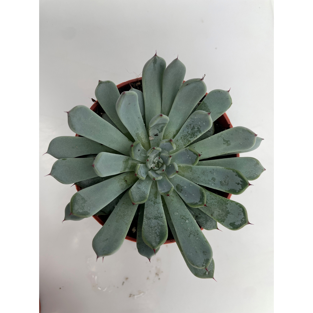 Echeveria Spider 8,5.