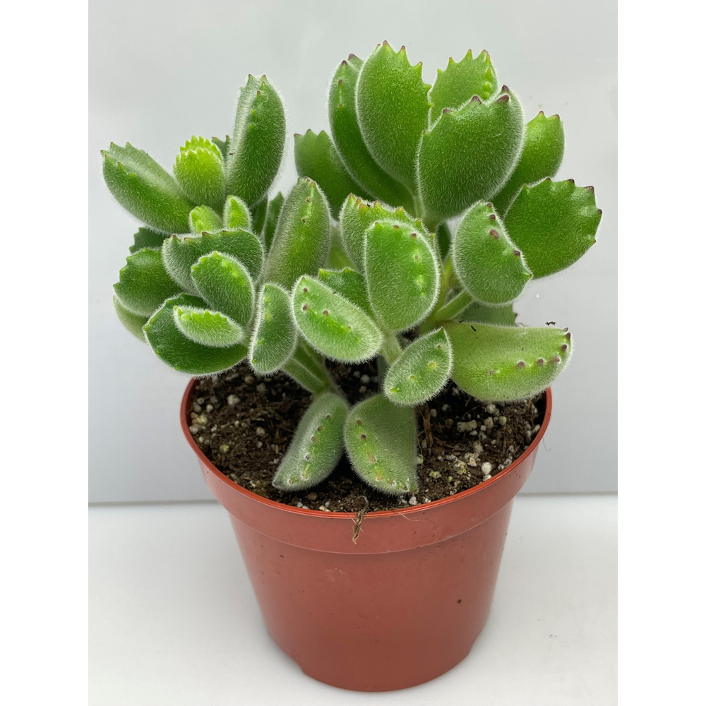 Tomentosa groen ladysmithiensis 8,5.