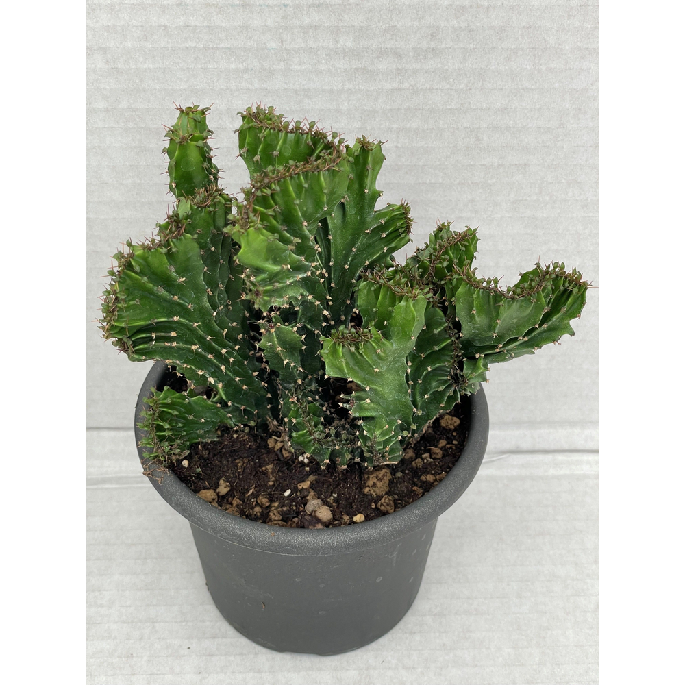 Euphorbia triangularis cristaat 13 cm.