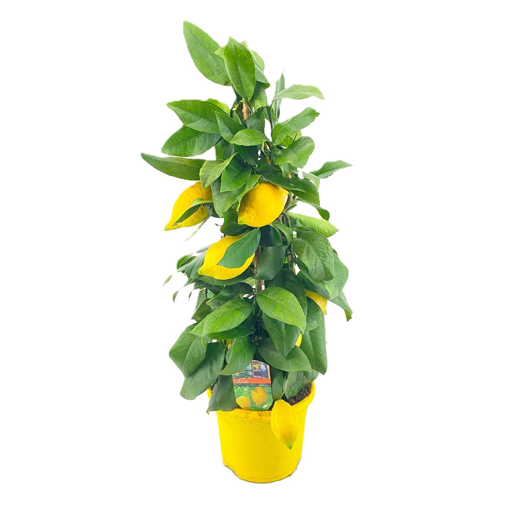 Citrus lemon piramide.