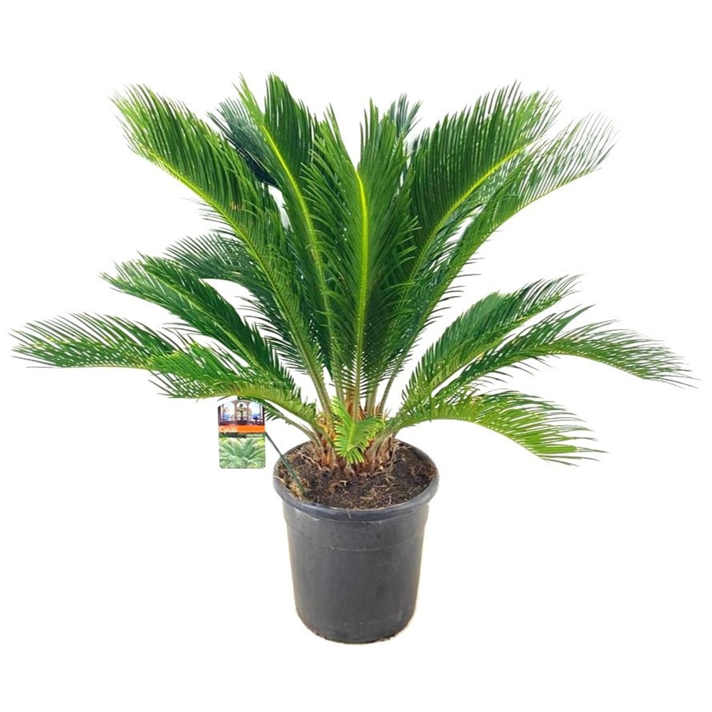 Cycas revoluta.
