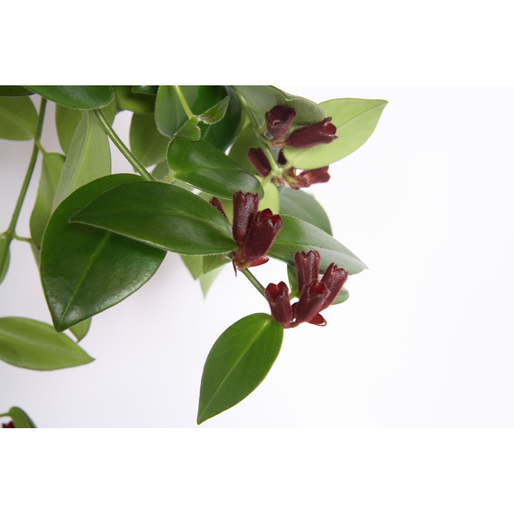 Aeschynanthus Mona Lisa - Bloeiend/Flower.