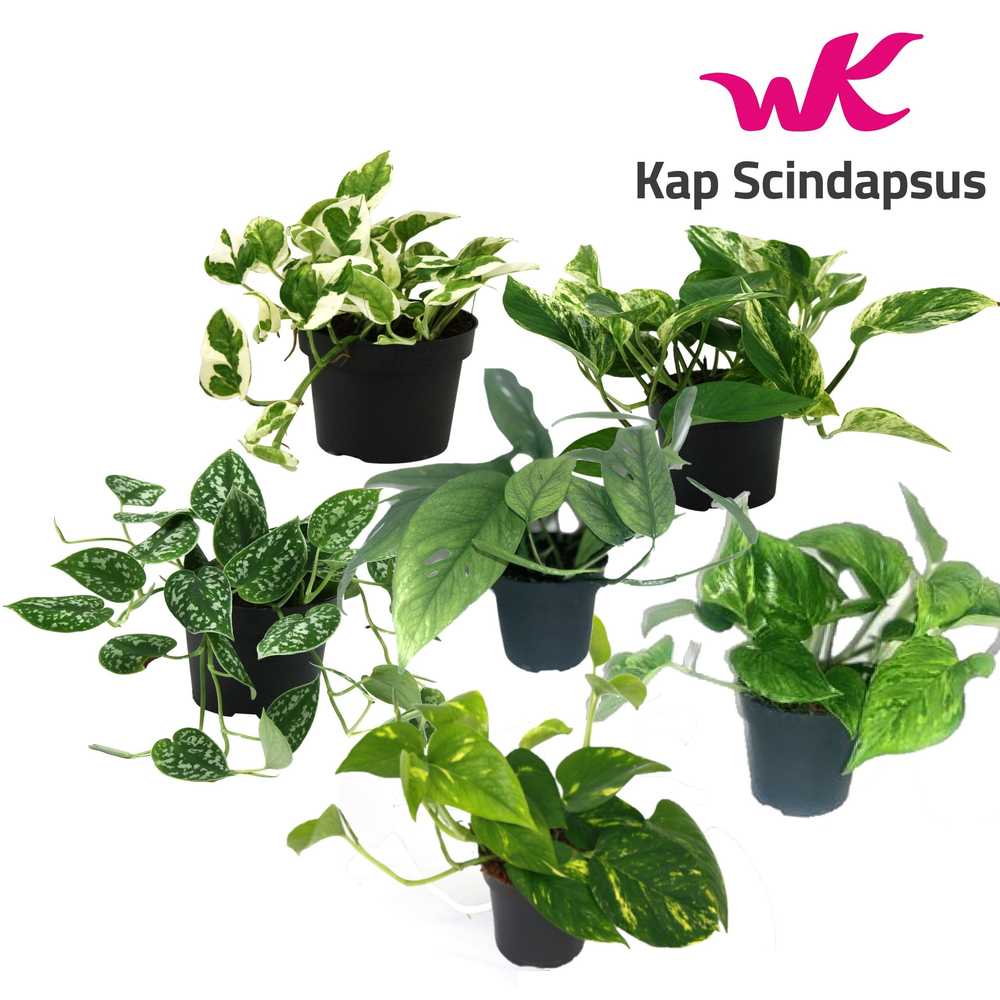 Mix Scindapsus Epipremnum gemengd.