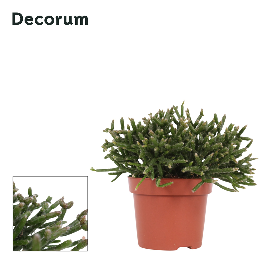 Rhipsalis Burchellii 12 cm Decorum.