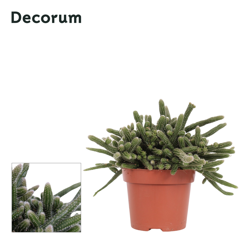 Rhipsalis baccifera 'Horrida' 12 cm Decorum.