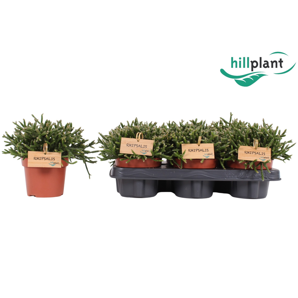 Rhipsalis Burchellii 12 cm.