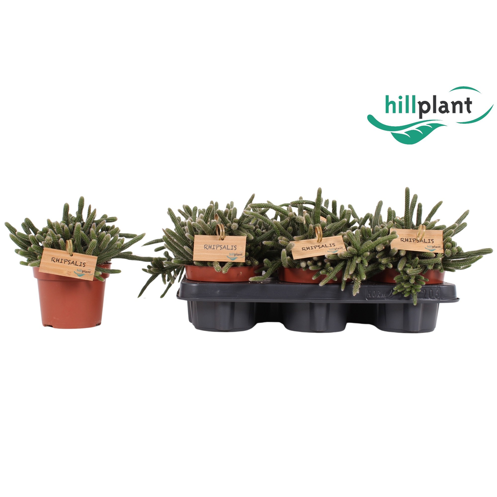 Rhipsalis baccifera 'Horrida' 12 cm.