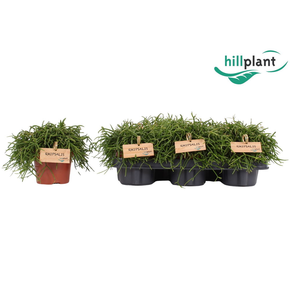 Rhipsalis Oasis 12 cm.