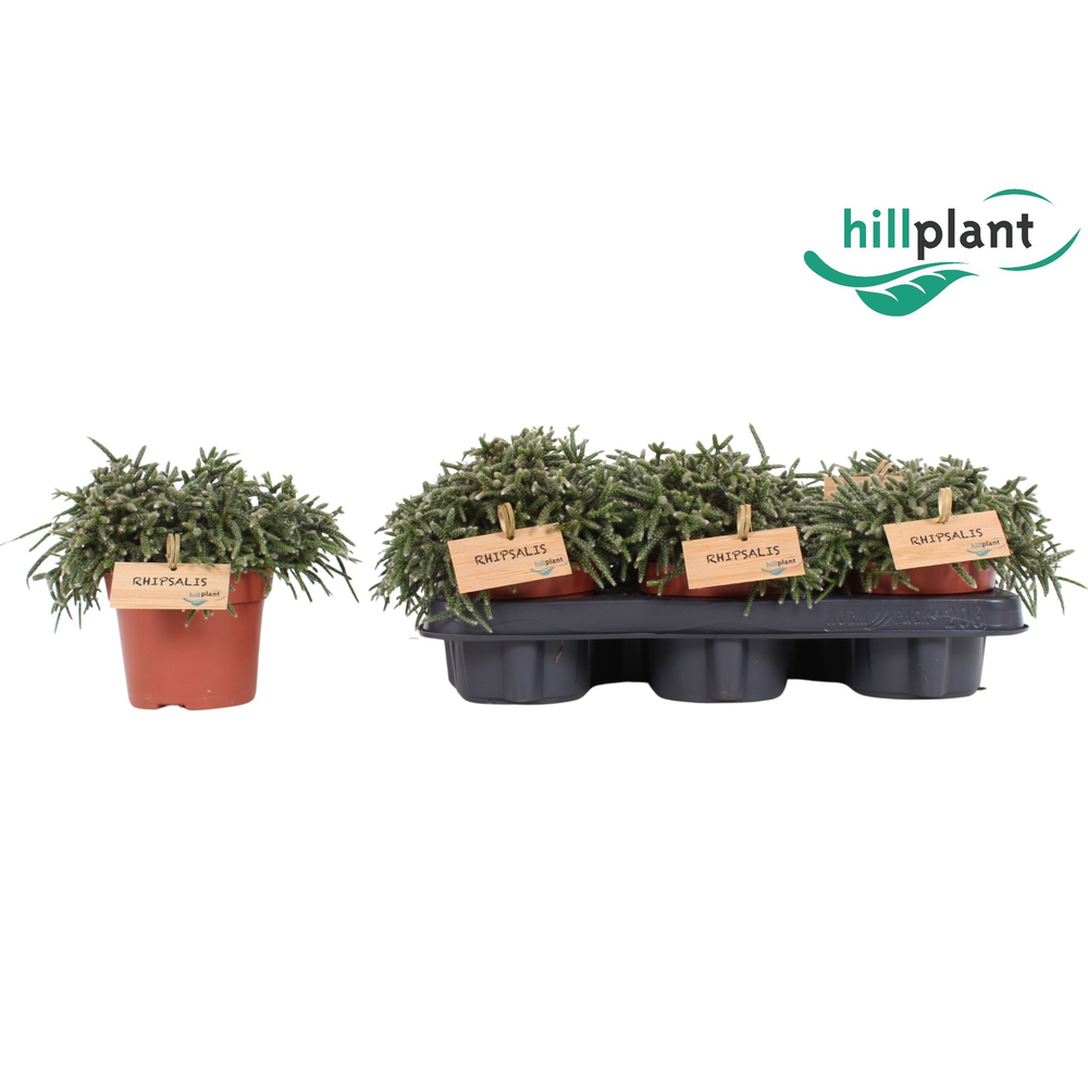 Rhipsalis pilocarpa 12 cm.