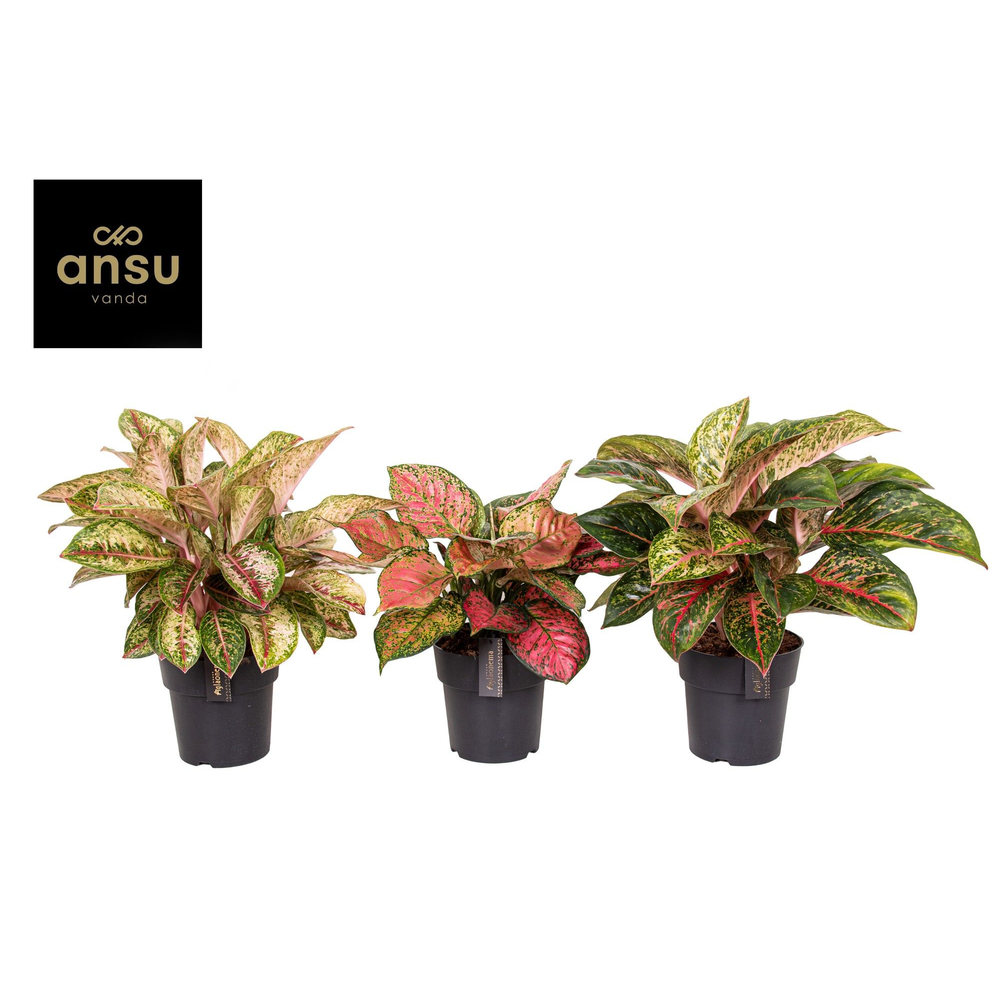Aglaonema Exclusive Mix.