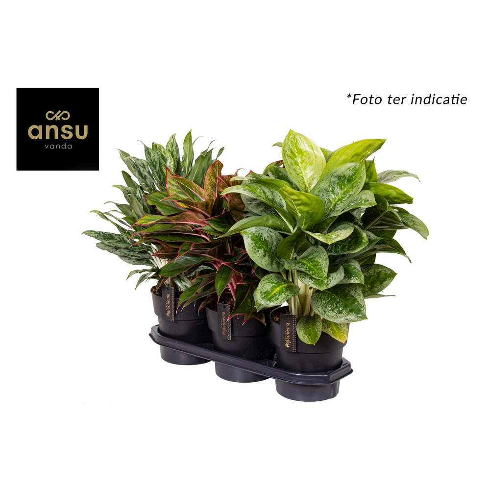 Aglaonema Mix.