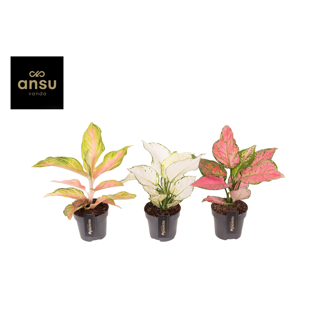 Aglaonema Mix x6.
