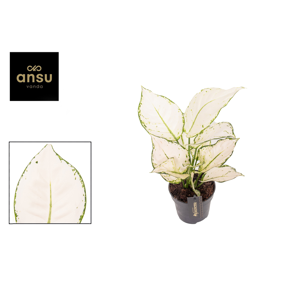 Aglaonema White Joy.