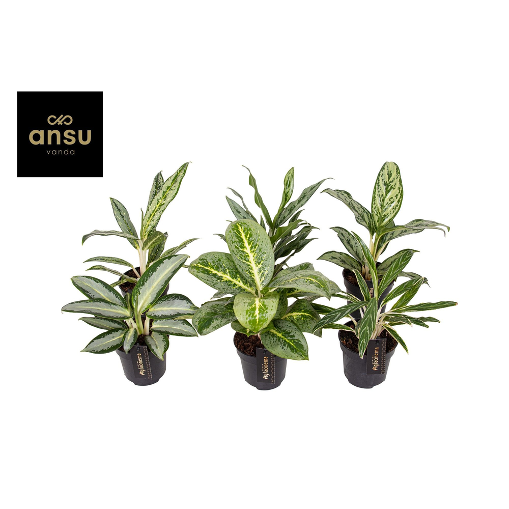 Aglaonema Green Mix.