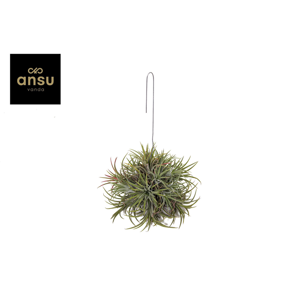 Tillandsia Ionantha Hang (Large).
