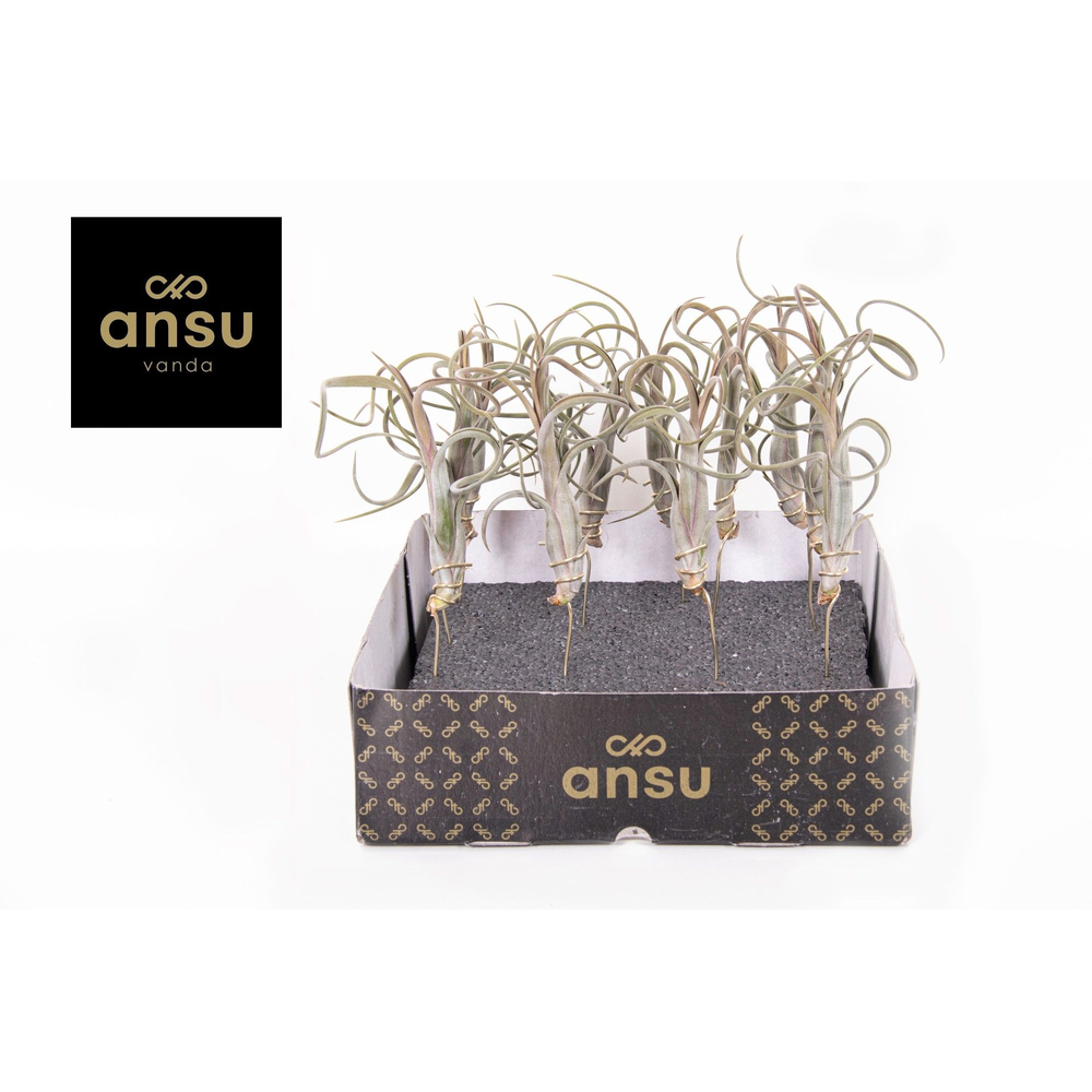 Tillandsia Intermedia.