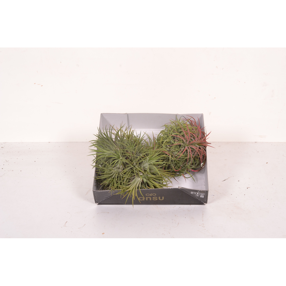 Tillandsia Magic Ball (XL).