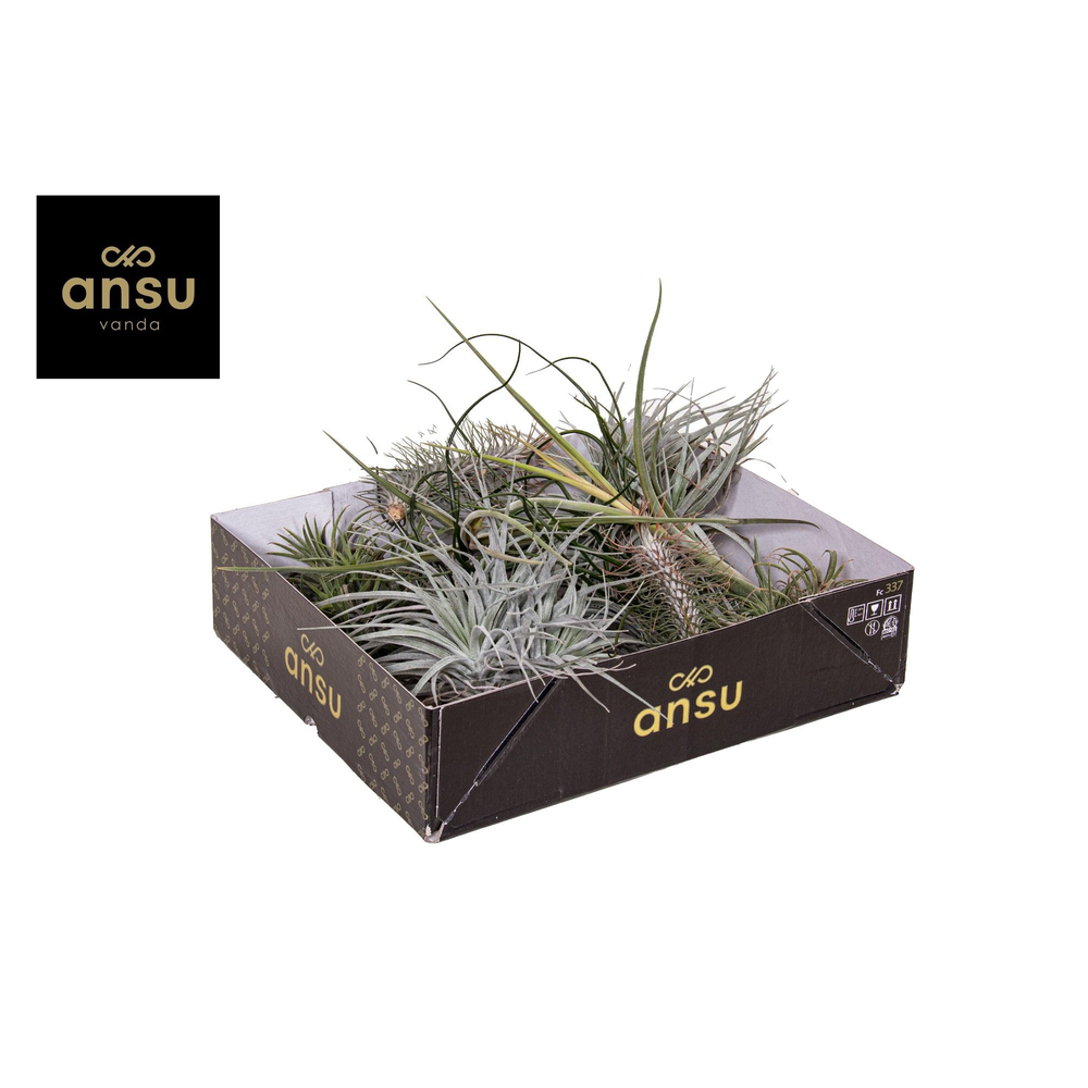Tillandsia Exclusive Mix.