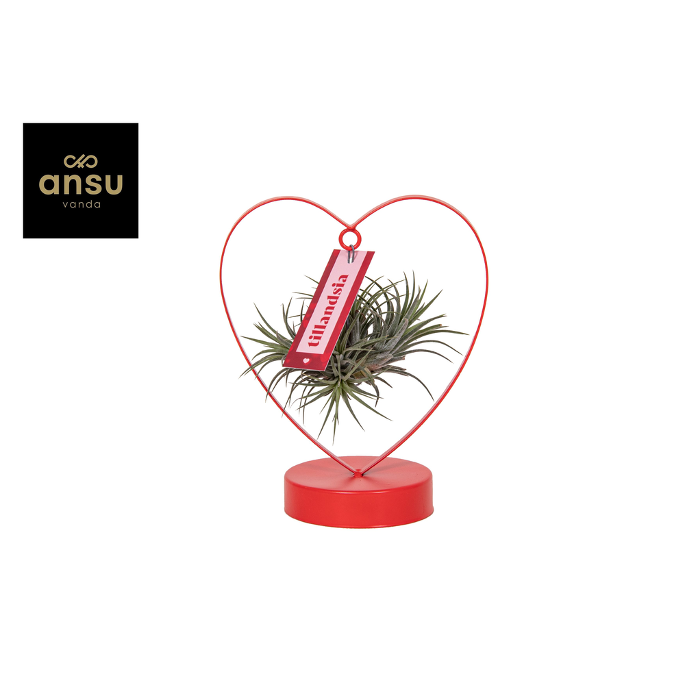 Tillandsia Love Edition.