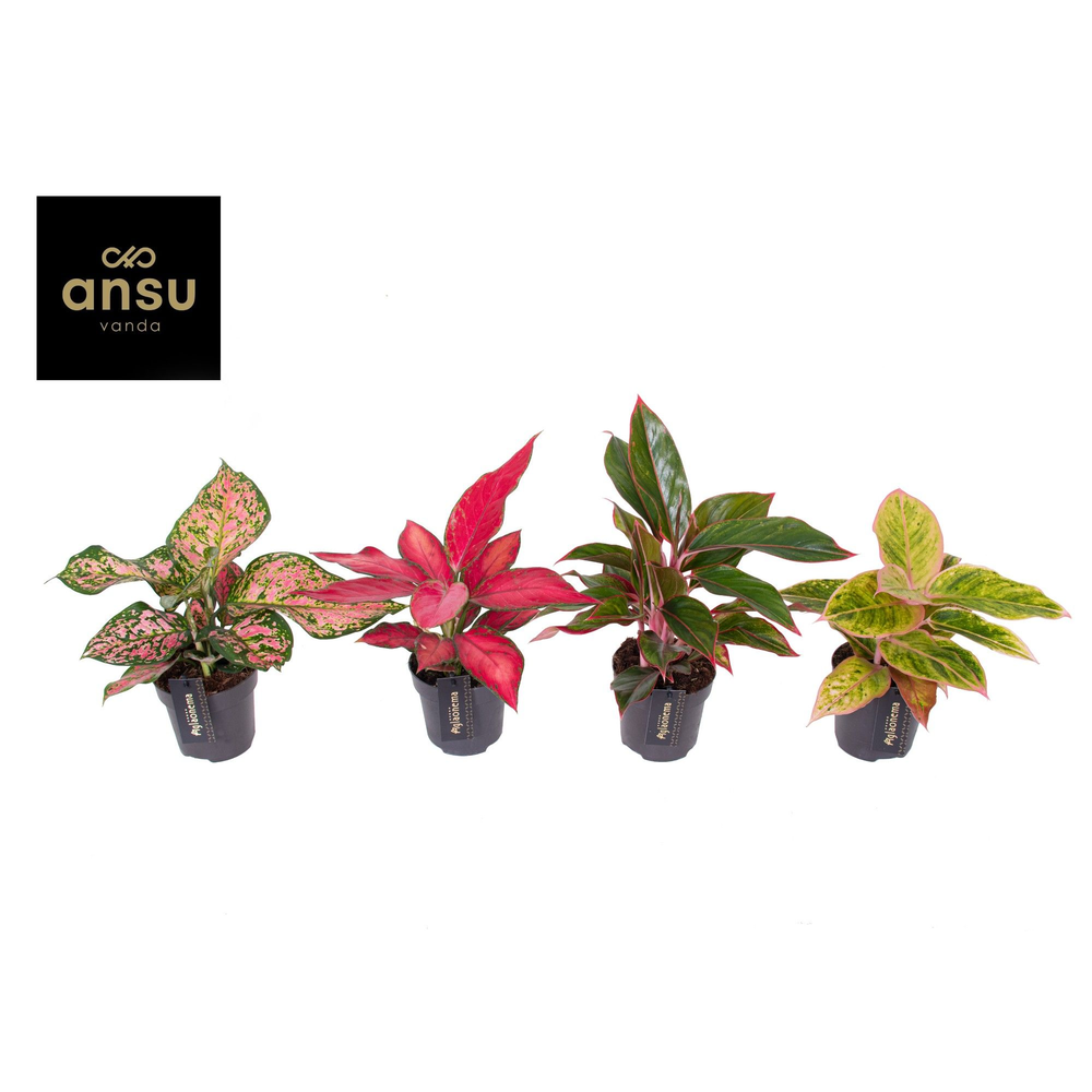 Aglaonema Colour Mix.