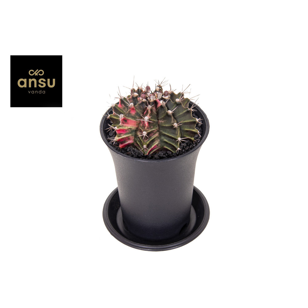 Gymno Cactus 'Variegated'.