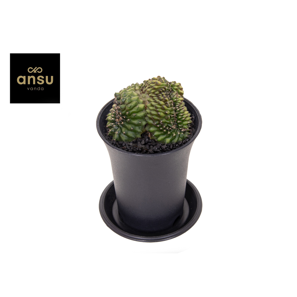 Gymno Spineless 'Crested'.