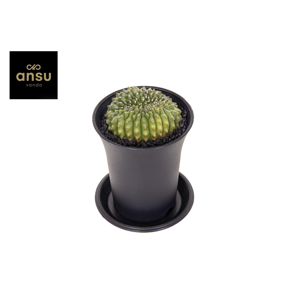 Gymno Spineless Worm.