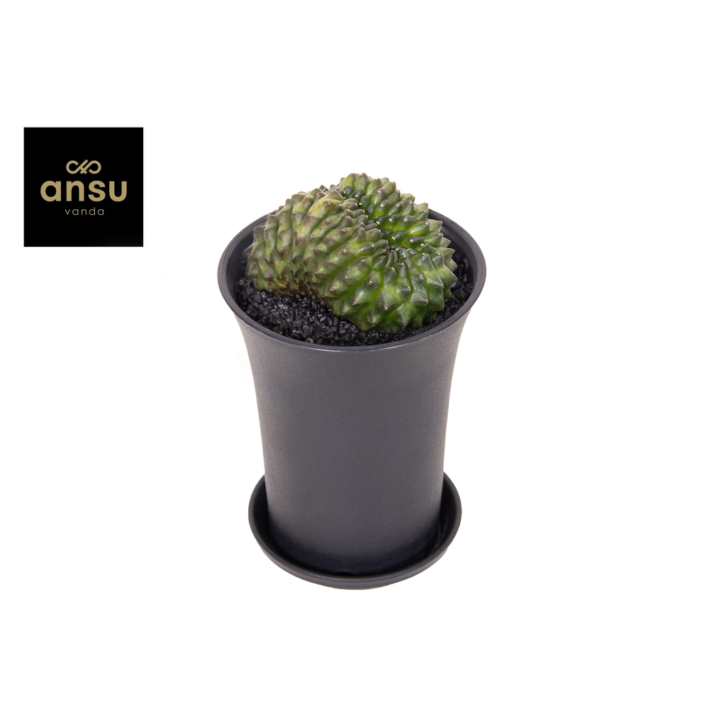 Gymno Cactus 'Spineless' Bridge XL.