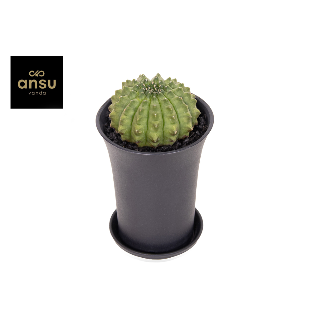 Gymno Cactus 'Spineless' XL.