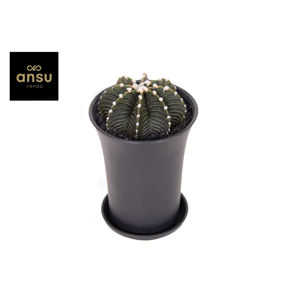 Gymno Cactus 'Black' XL.