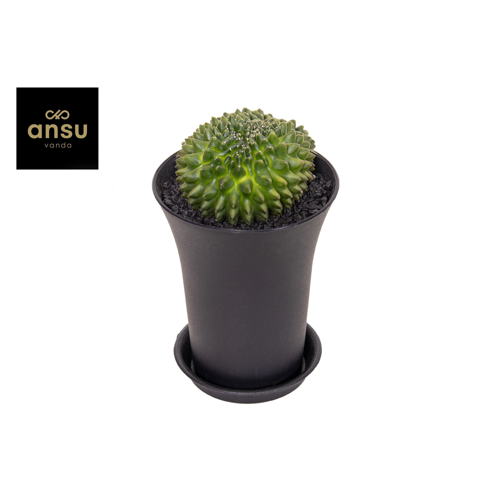 Gymno Cactus 'Spineless' XXL.