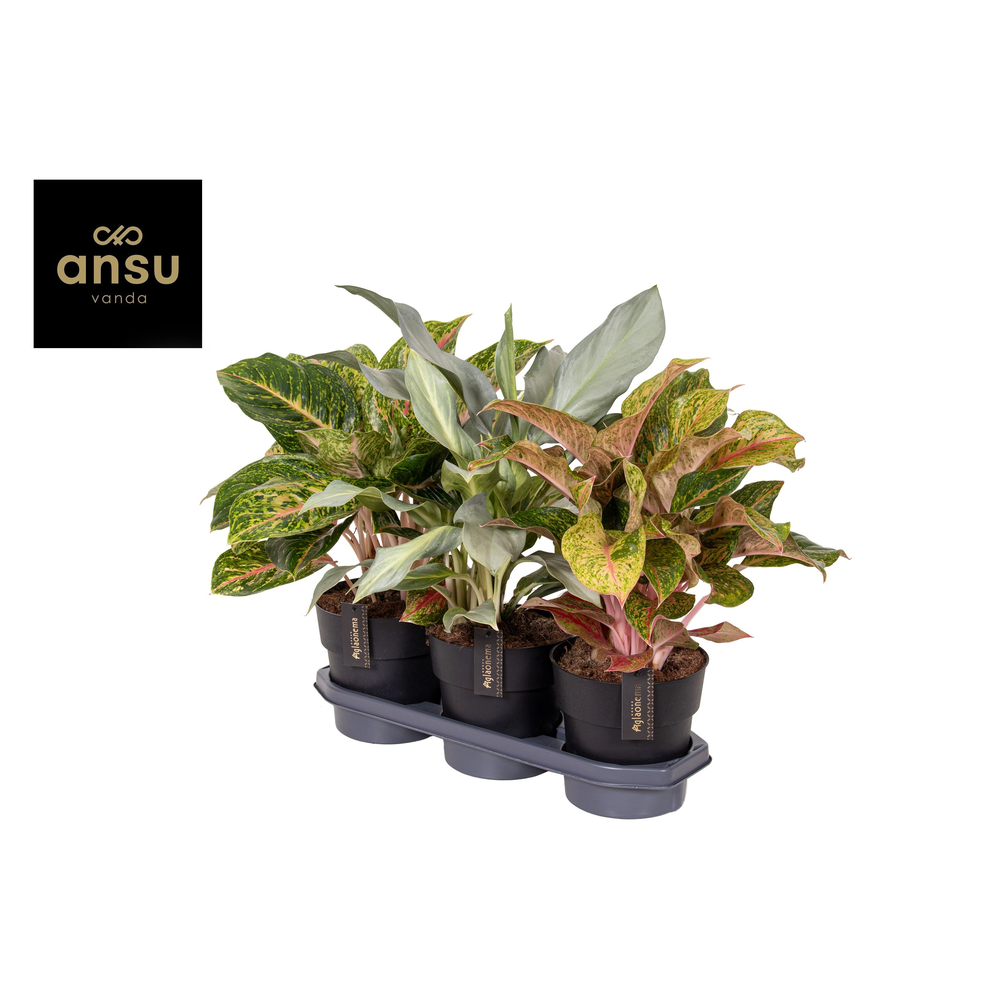 Aglaonema Special Mix.