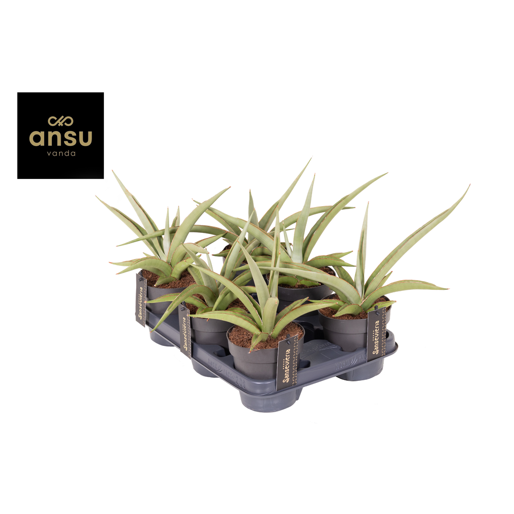 Sansevieria Comet Pastel Grey no. 2.