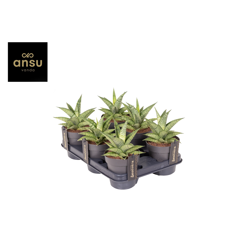 Sansevieria Star Mini Marble No. 2.