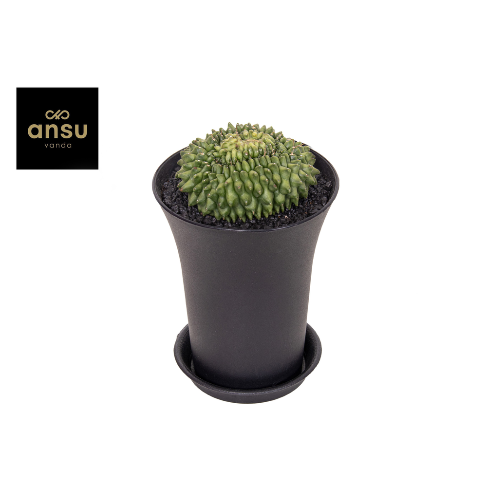 Gymno Cactus 'Spineless' Island XXL.