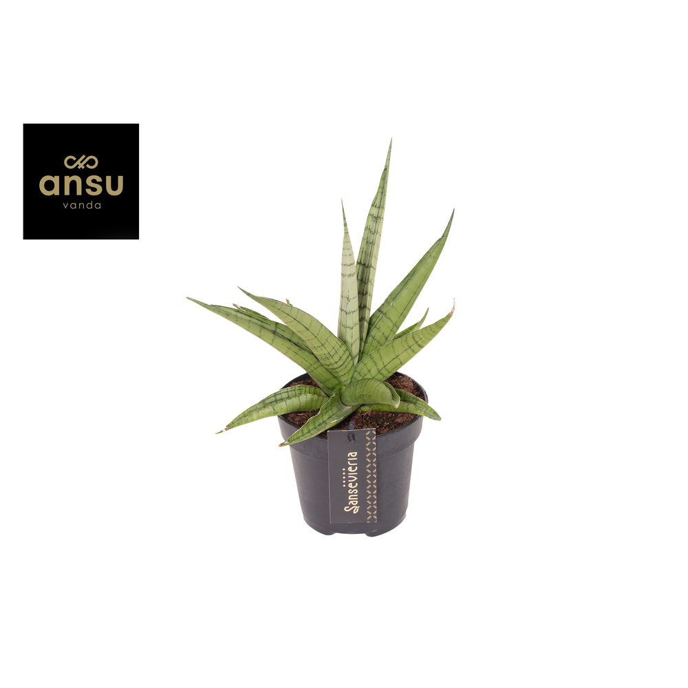 Sansevieria Comet Laurel Grey No. 1.